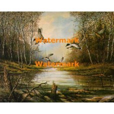 Quiet Retreat "Pintails"  - XBBI-373  -  PRINT