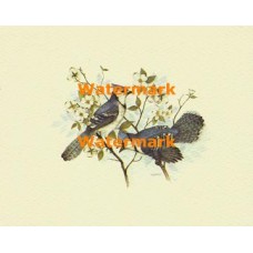 Blue Jays  - XBBI-388  -  PRINT