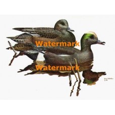 Ducks  - XBBI-436  -  PRINT