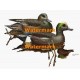 Ducks  - XBBI-436  -  PRINT