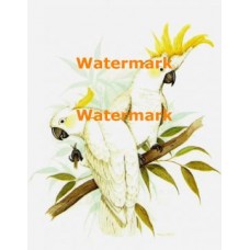 Tropical Birds  - XBBI-485  -  PRINT
