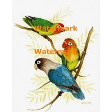 Trio Of Birds  - XBBI-486  -  PRINT