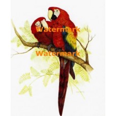 Birds On Branch  - XBBI-487  -  PRINT