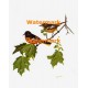 Baltimore Orioles on Branch  - XBBI-513  -  PRINT