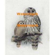 Owls  - XBBI-628  -  PRINT