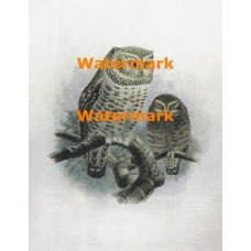 Owls  - XBBI-629  -  PRINT