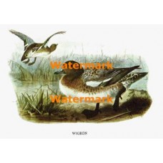 Wigeon  - XBBI-84  -  PRINT