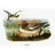 Wigeon  - XBBI-84  -  PRINT