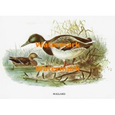 Mallard  - XBBI-85  -  PRINT