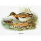 Mallard  - XBBI-85  -  PRINT
