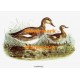Gadwall  - XBBI-86  -  PRINT