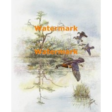 Wood Ducks  - XBBI-877  -  PRINT