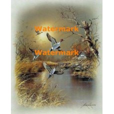 Taking Flight  - XBBI-945  -  PRINT