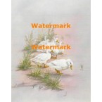 Geese  - XBBI-993  -  PRINT