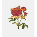 Rosa  - XBFL161  -  PRINT