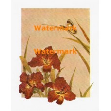 Amaryllis & Butterfly  - XBFL1612  -  PRINT