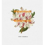 Azalea  - XBFL164  -  PRINT