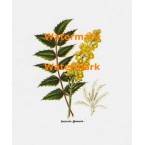 Berberris  - XBFL166  -  PRINT