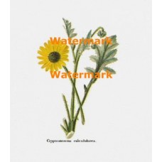 Cryptostemma  - XBFL168  -  PRINT