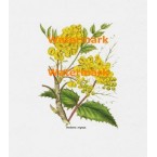 Berberis  - XBFL169  -  PRINT