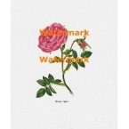 Rosa  - XBFL172  -  PRINT