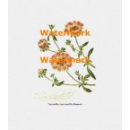 Potentilla Tormentillo  - XBFL176  -  PRINT
