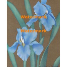 Blue Iris on Gold  - XBFL1777  -  PRINT