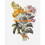 Flowers  - XBFL69  -  PRINT