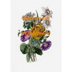 Tulip  - XBFL71  -  PRINT