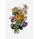 Tulip  - XBFL71  -  PRINT