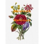 Flowers  - XBFL73  -  PRINT