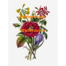 Flowers  - XBFL73  -  PRINT