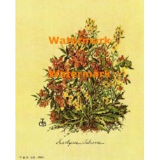Asclepias Tuberosa  - XBFL853  -  PRINT