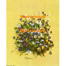 Violacae  - XBFL854  -  PRINT