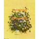 Violacae  - XBFL854  -  PRINT