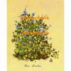 Ribes Grossularia  - XBFL855  -  PRINT