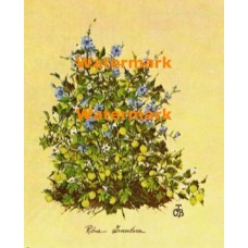 Ribes Grossularia  - XBFL855  -  PRINT