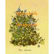 Ribes Grossularia  - XBFL855  -  PRINT