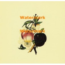 Apricots and Plums  - XBFR110  -  PRINT