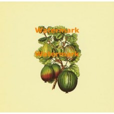Fruit  - XBFR112  -  PRINT