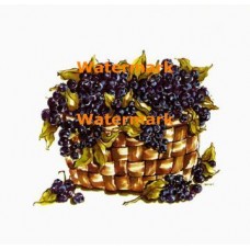 Blueberries  - XBFR161  -  PRINT
