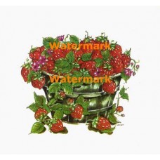 Strawberries  - XBFR162  -  PRINT