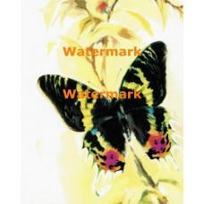 Black Butterfly  - XKA1264  -  PRINT