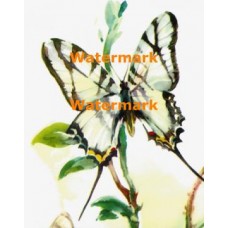 White Butterfly  - XKA1265  -  PRINT