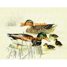 Duck Pond  - XKA3113  -  PRINT