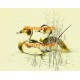 Duck Pond  - XKA3116  -  PRINT
