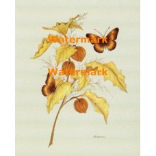 Chinese Lanterns and Butterflies  - XKA3144  -  PRINT