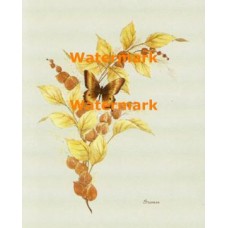 Euchaluptus and Butterflies  - XKA3145  -  PRINT
