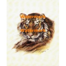 The Tiger  - XKA7135  -  PRINT