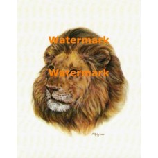 The Lion  - XKA7136  -  PRINT